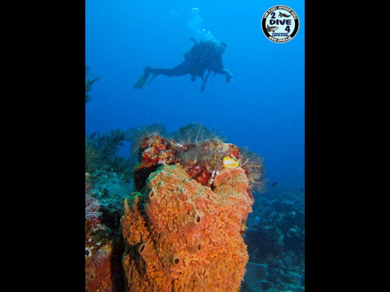 Bunaken 49