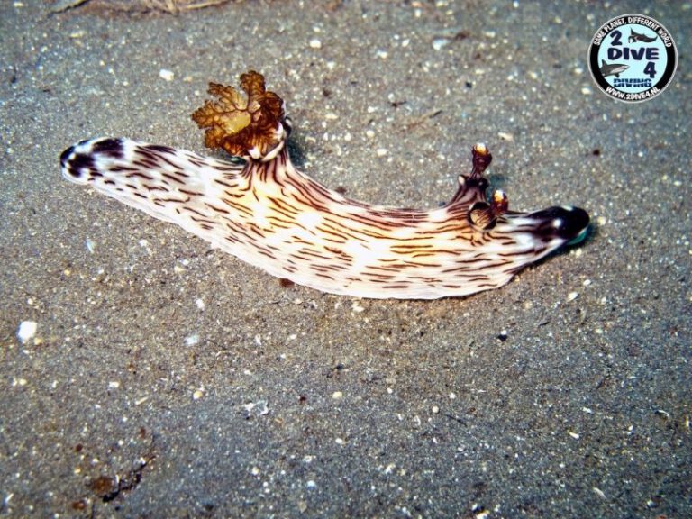 Lembeh 04