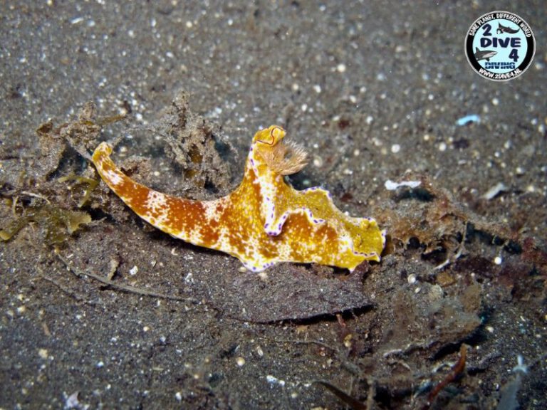 Lembeh 05