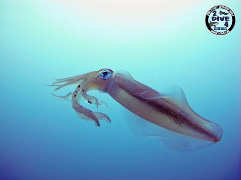 Lembeh 06