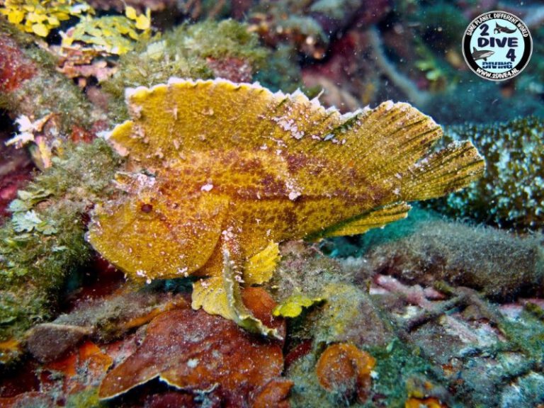 Lembeh 07