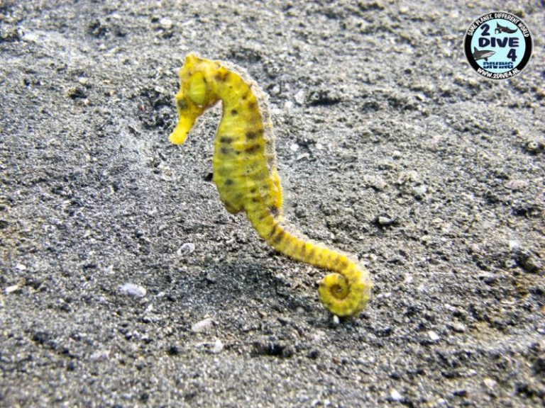 Lembeh 09