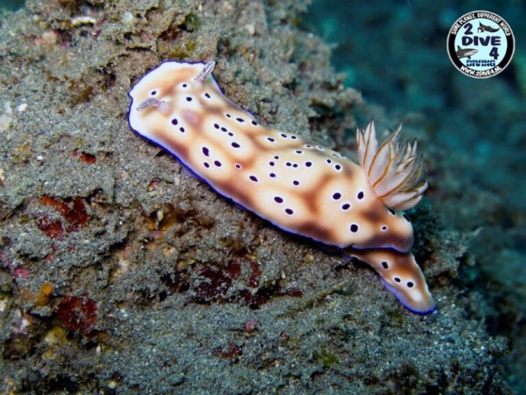 Lembeh 18