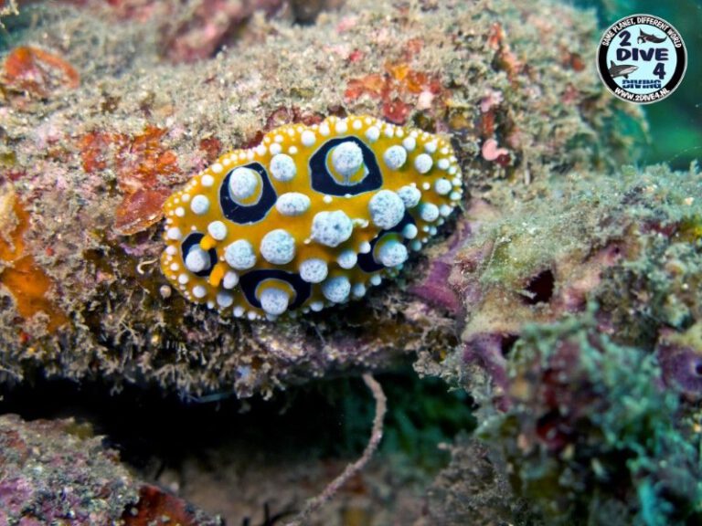 Lembeh 19