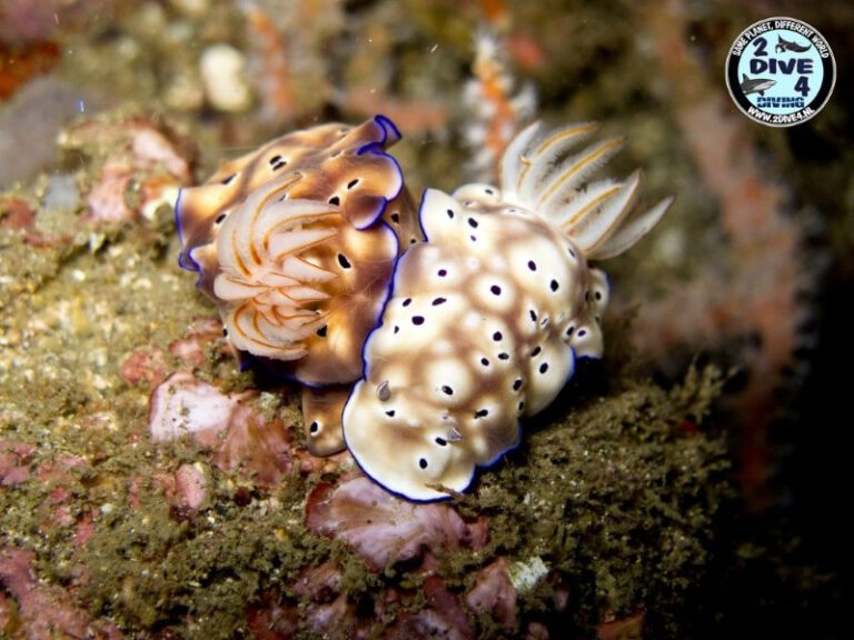 Lembeh 21