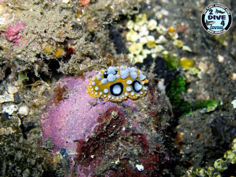 Lembeh 24