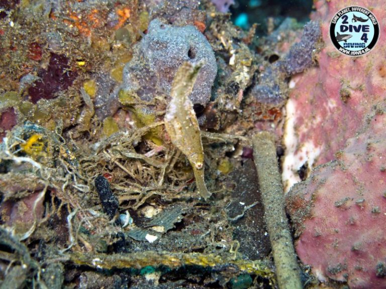 Lembeh 26