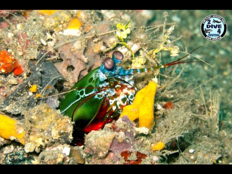 Lembeh 28