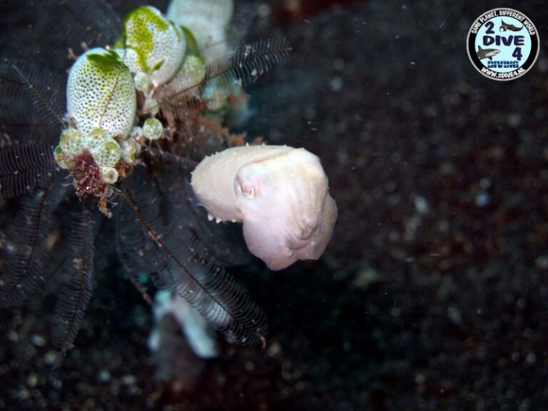 Lembeh 31