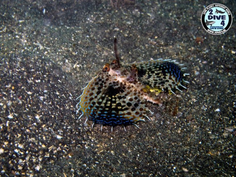 Lembeh 32