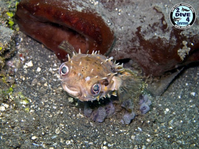 Lembeh 33