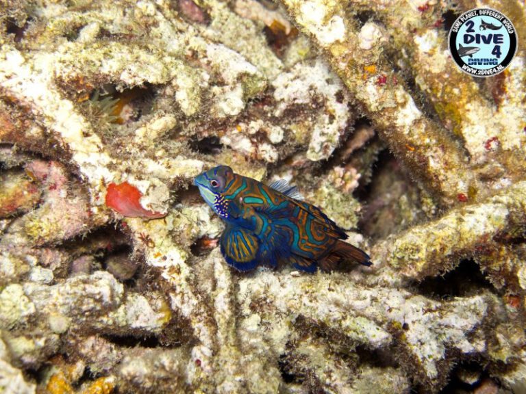 Lembeh 35