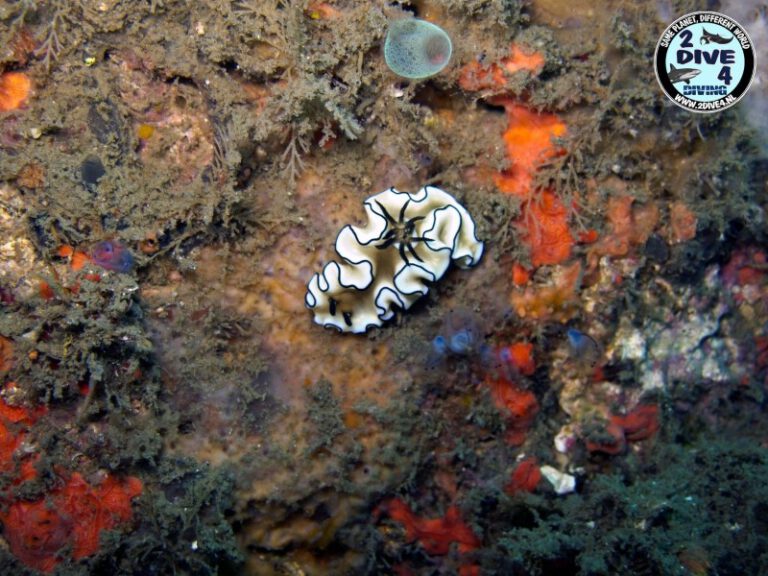 Lembeh 36