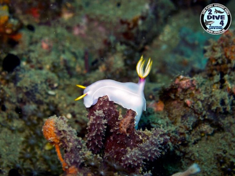 Lembeh 37