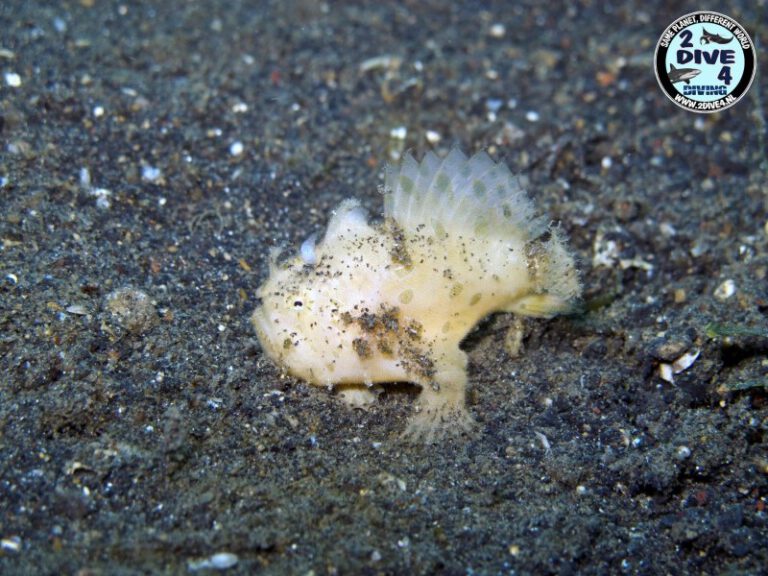 Lembeh 38