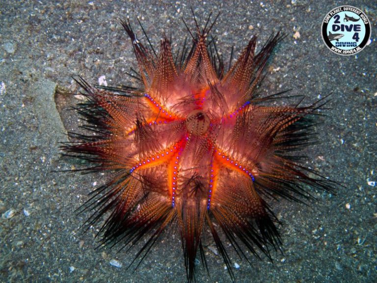 Lembeh 39