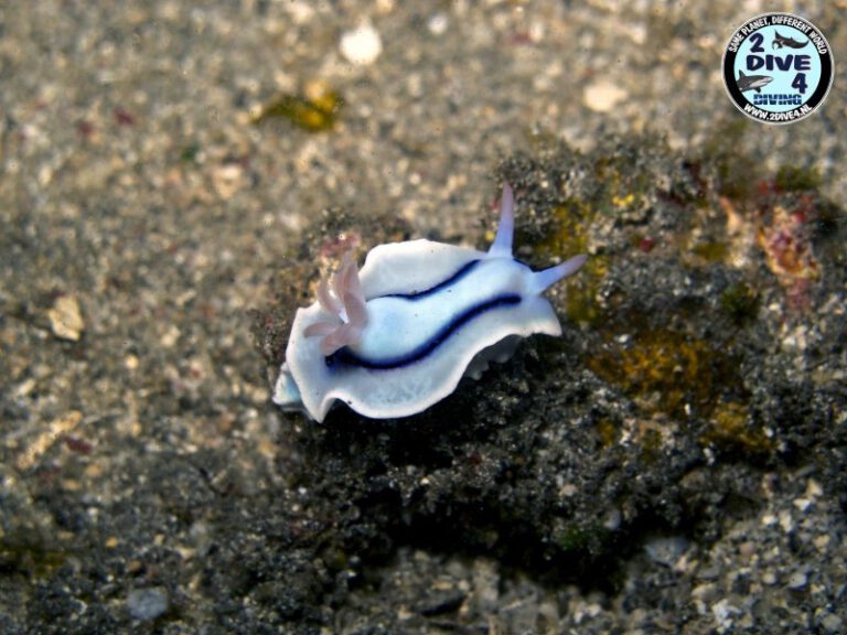 Lembeh 43