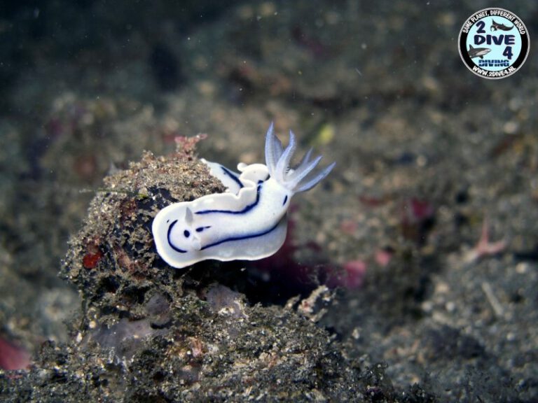 Lembeh 44