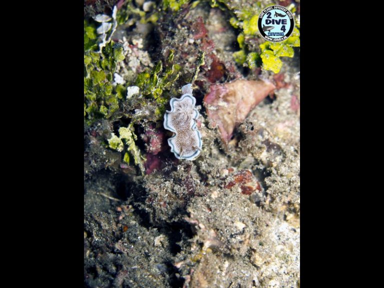 Lembeh 45