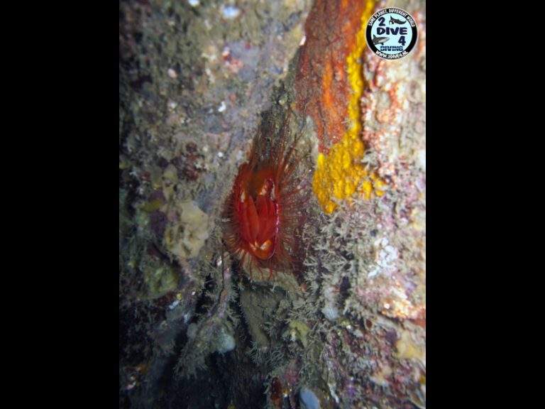 Lembeh 46