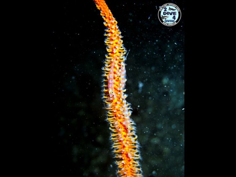 Lembeh 47