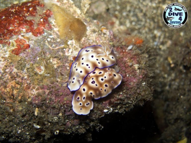 Lembeh 48