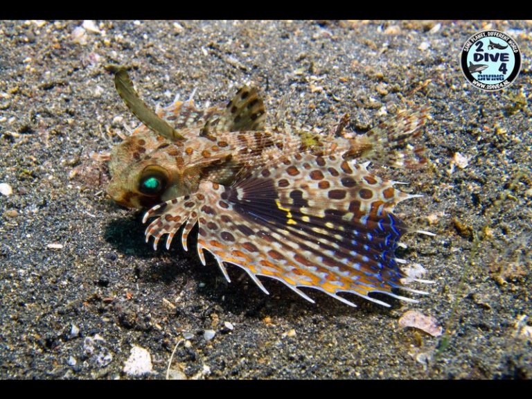 Lembeh 55