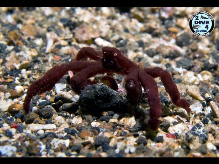 Lembeh 61