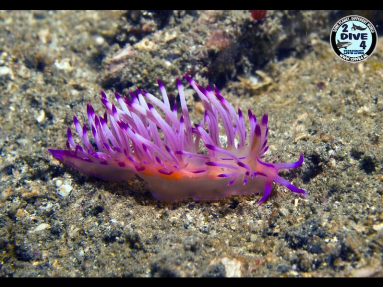 Lembeh 69