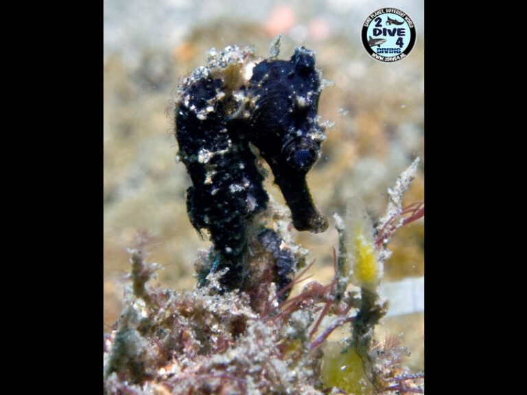 Lembeh 71