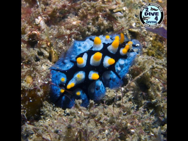 Lembeh 88