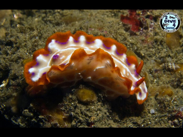 Lembeh 95