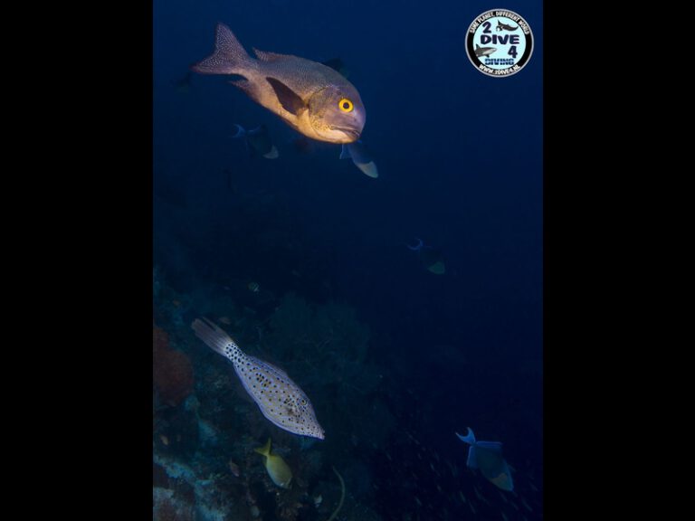 Raja Ampat 07