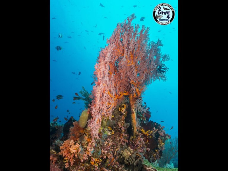 Raja Ampat 75