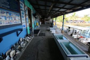 fish n fins4