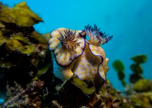 balena_carousel (13)