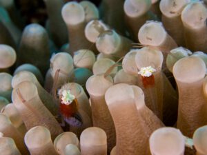 The Hafa Adai wreck Palau Micronesia