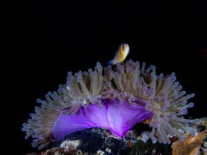 The Hafa Adai wreck Palau Micronesia
