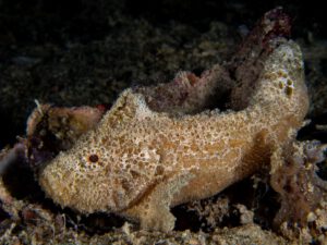 The Hafa Adai wreck Palau Micronesia