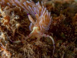 The Hafa Adai wreck Palau Micronesia