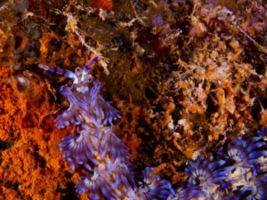 The Hafa Adai wreck Palau Micronesia