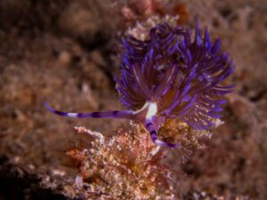 The Hafa Adai wreck Palau Micronesia