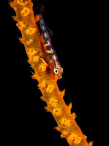 The Hafa Adai wreck Palau Micronesia