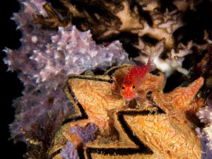 The Hafa Adai wreck Palau Micronesia