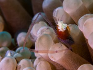 The Hafa Adai wreck Palau Micronesia