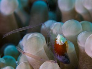 The Hafa Adai wreck Palau Micronesia