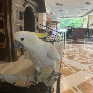 Review Sea passion hotel Palau