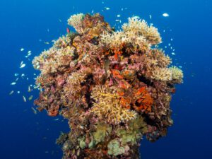 The IJN IRO wreck Palau Micronesia