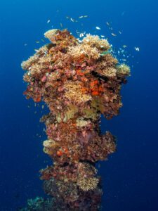 The IJN IRO wreck Palau Micronesia