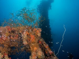 Chuyo maru wreck - Palau